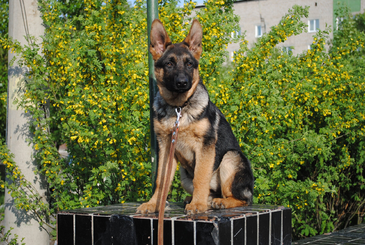 отработка команды сидеть