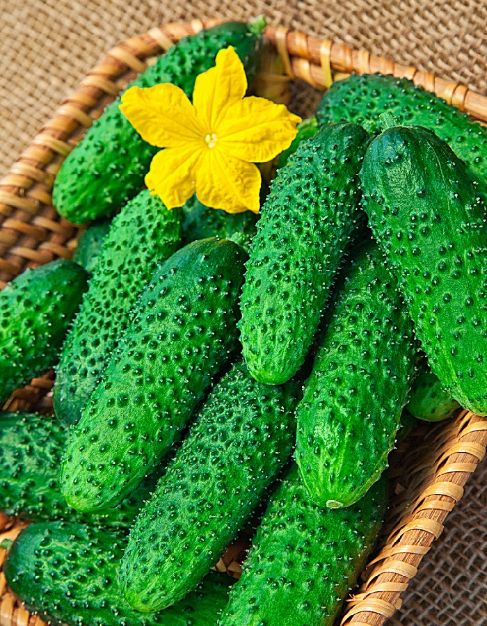 Огурцы на балконе