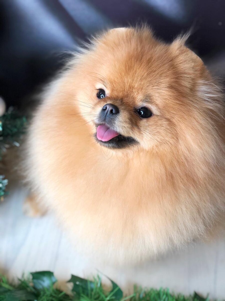 Померанский шпиц | Питомник «Hovline»  