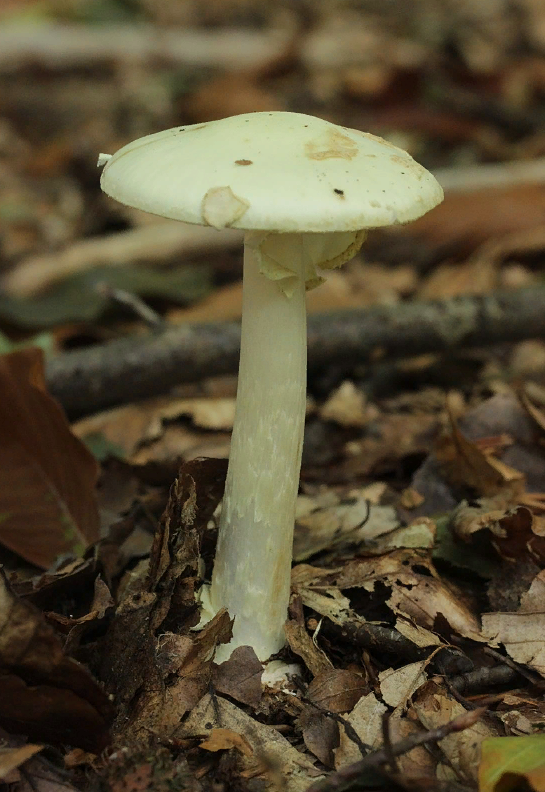  Amanita citrina - ну бледная же поганка! Нет, это мухомор поганковидный, гриб в неопределенной сьедобностью. Проверя