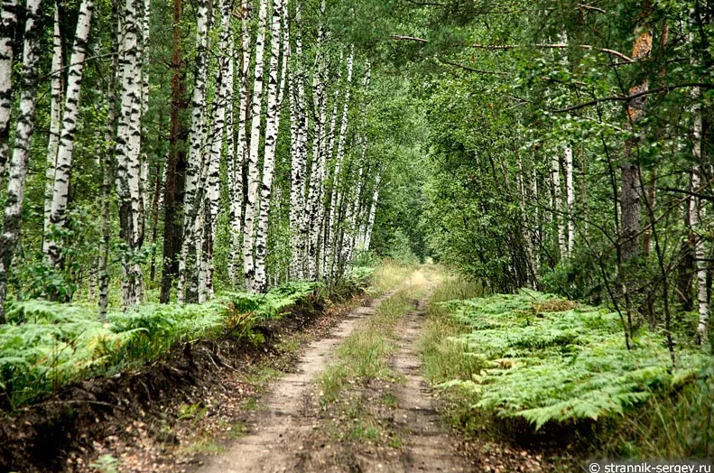 Леса в мещере разбойничьи глухие егэ русский. Мещера белый лес.