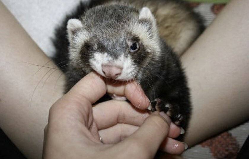 Страшный хорек страшно кусается!