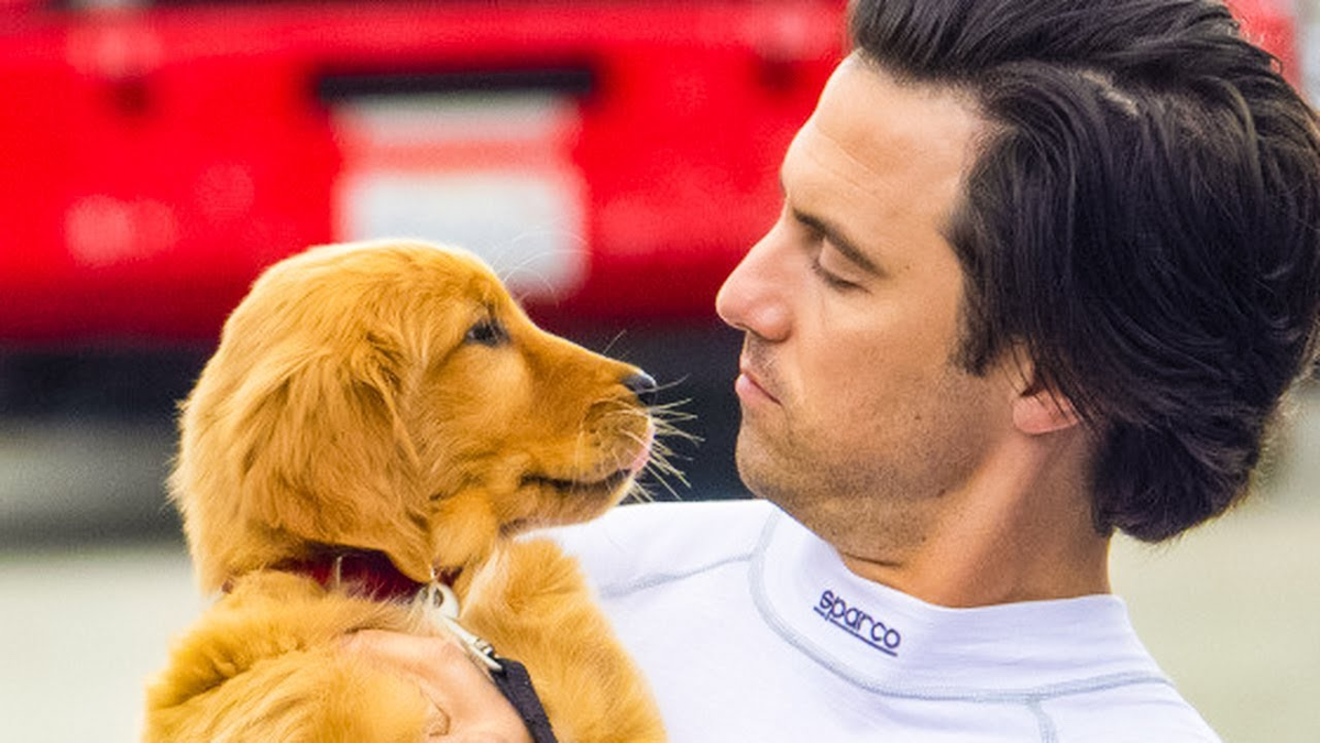 Невероятный мир глазами энцо (2019). Невероятный энцо. Кевин костнер невероятный мир глазами энцо. "невероятный мир глазами энцо". (сша, 2019).