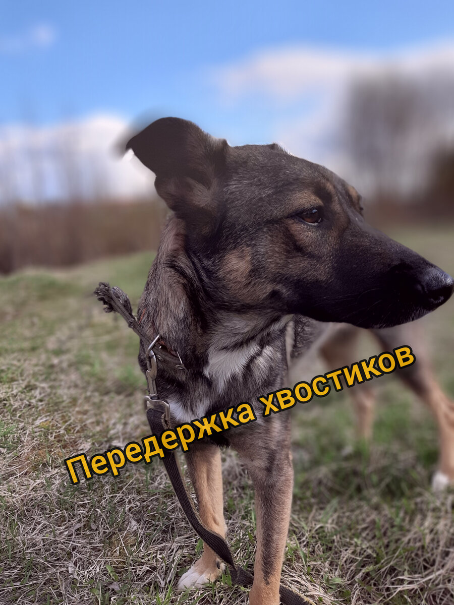 Ирма ищет 🏠дом 