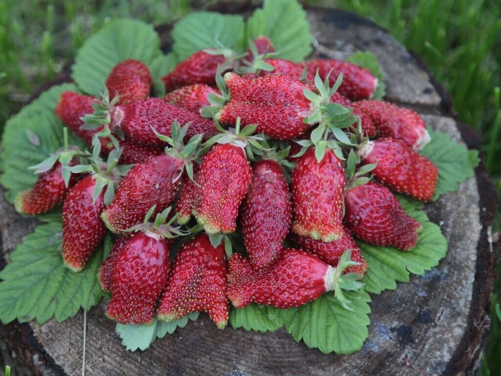 Вот так выглядит Купчиха. Фото Яндекс.Картинки.