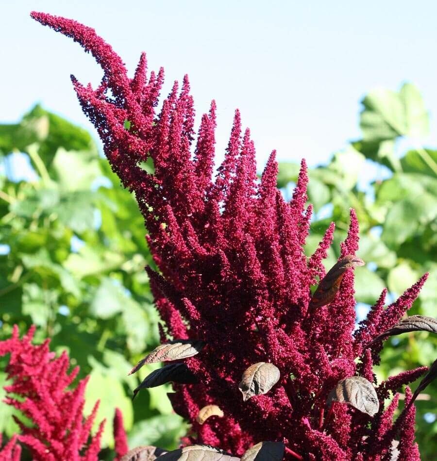  Amaranthus