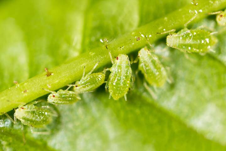 Тля сливается с растением, которым питается.