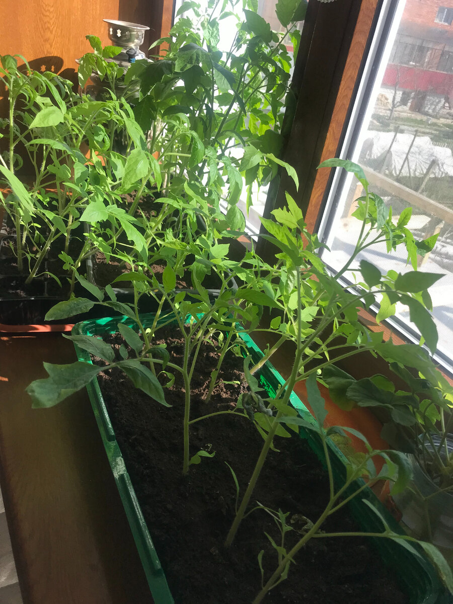 Моя рассада.