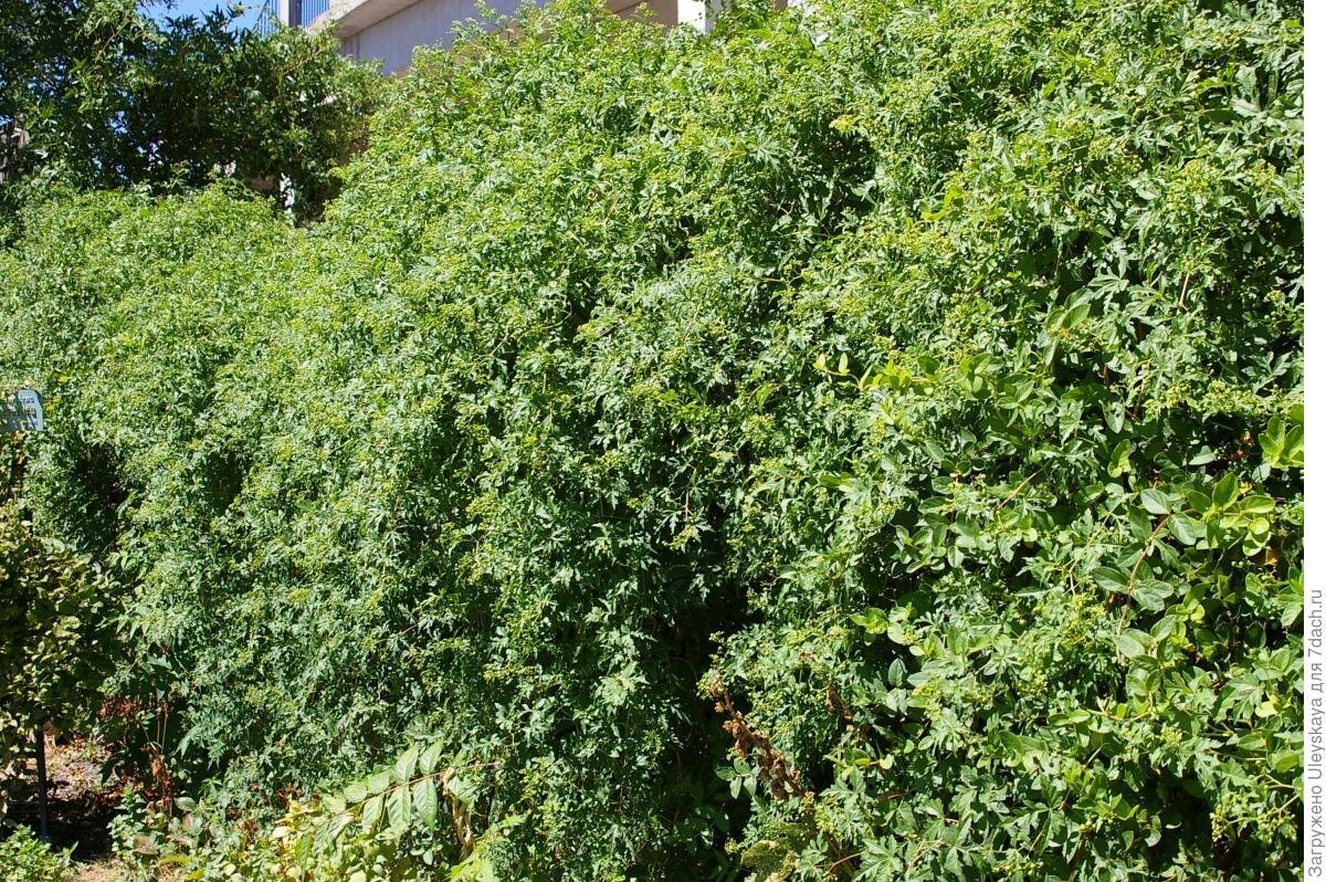 Виноградовник, оплетающий забор. Фото: из открытых интернет-источников