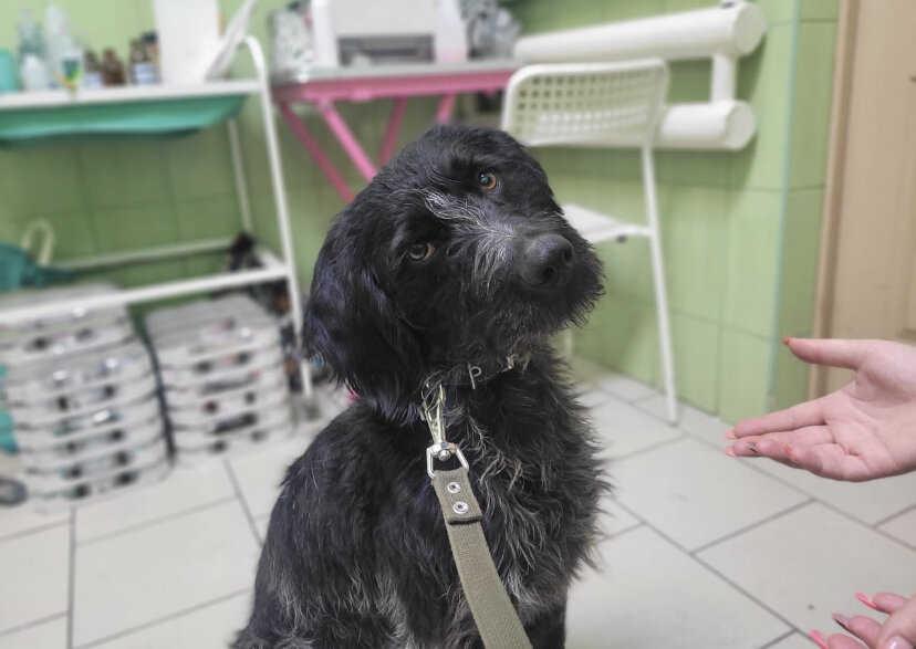 Тощий Дратхаар оказался на улице в мороз, но люди его обижали, а собаки ...