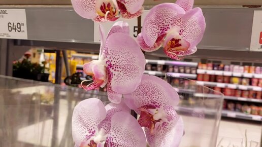 Орхидея Сого Даймонд в Глобусе- не поверила глазам!
