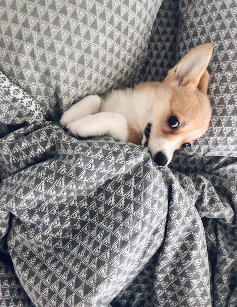 Утренняя корги.