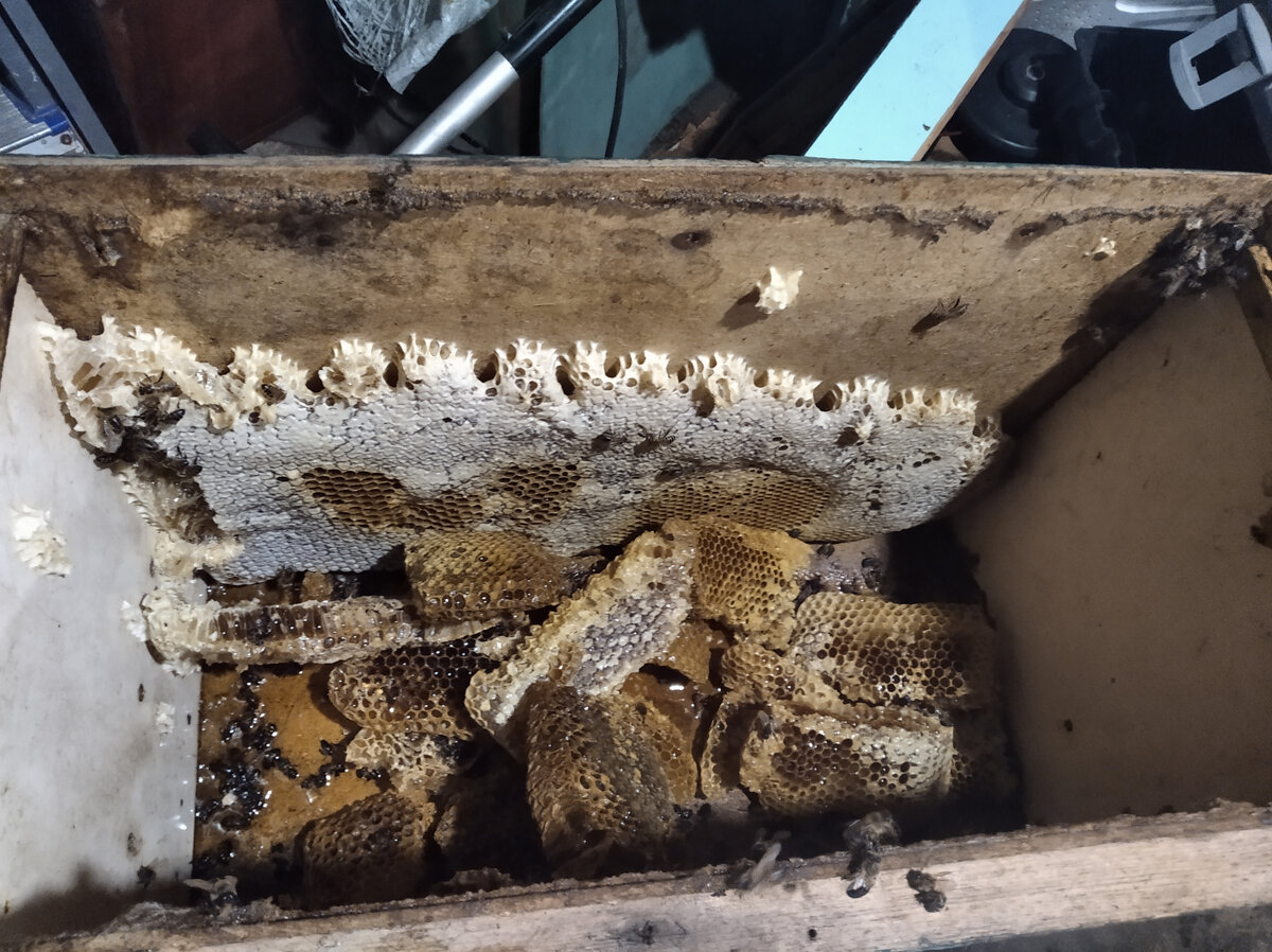 Языки на дне и стенке ловушки.