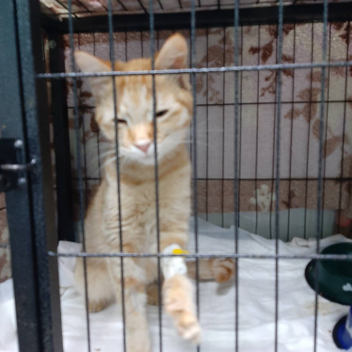 Стефания сердитый рыжик