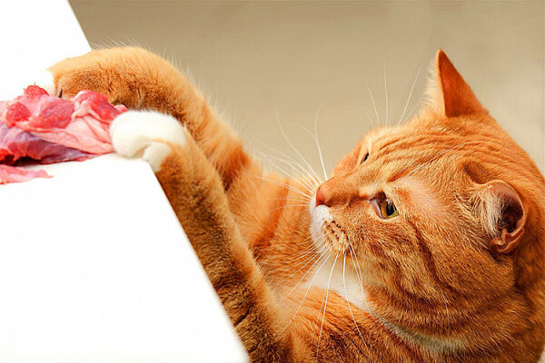 🐾Сырое или варёное: какое мясо давать кошке | Я — Кот! | Дзен