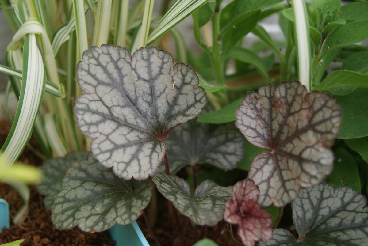 Гейхера Шуга Фростинг Sugar Frosting