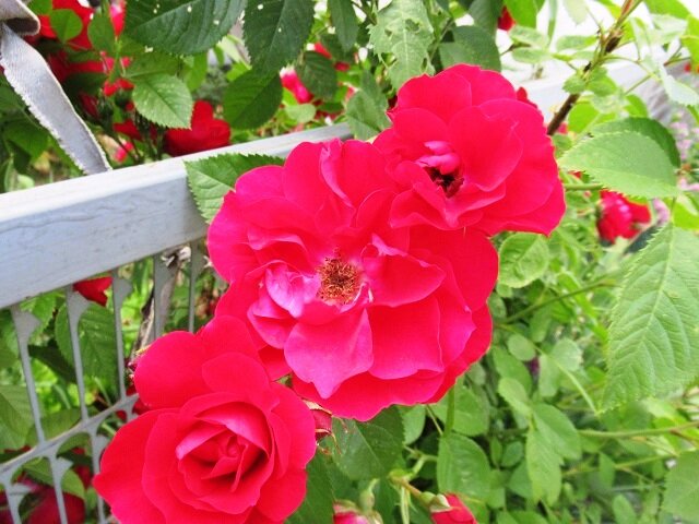 Роза Эрмитаж: особенности и характеристика сорта