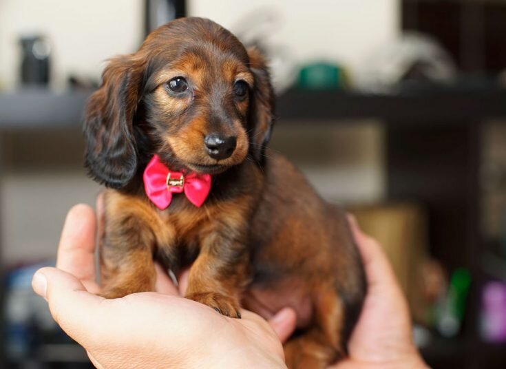 кроличья такса 