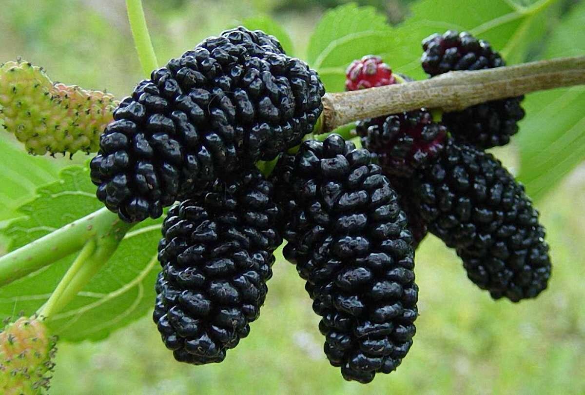 Яндекс.Картинки