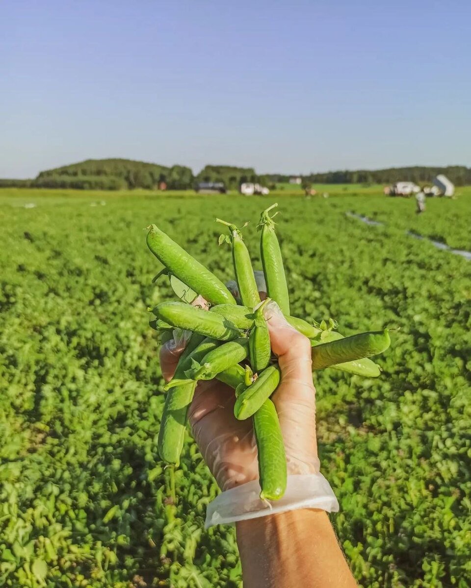Финское клубничное «рабство»: как я решилась поехать на сбор клубники в ...