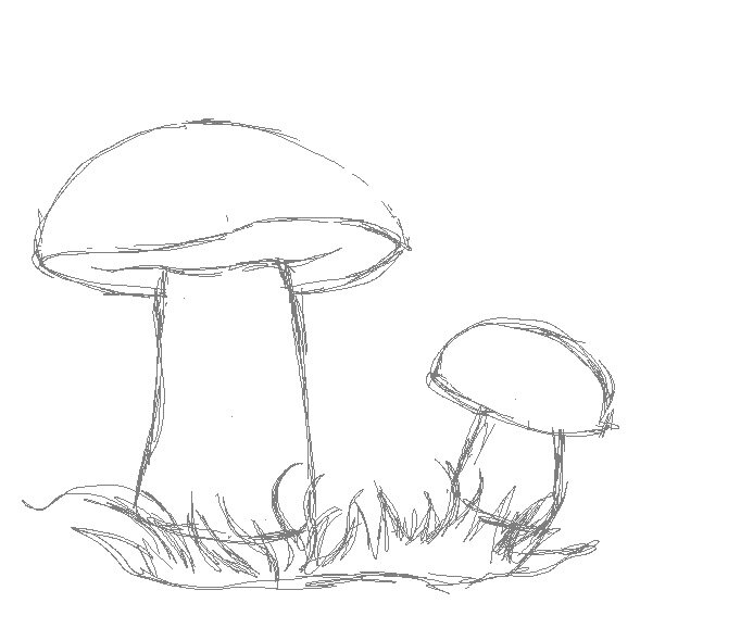 Мастер-класс: Как нарисовать грибы карандашом