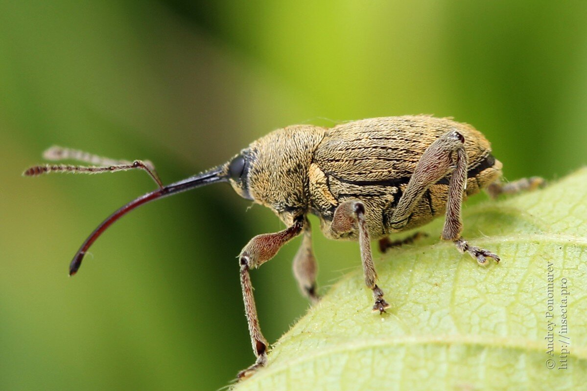 Ореховый долгоносик (Curculio nucum). Мини слоники, которые по обжорству  обойдут и слонов. | Paleo-end-arthropods (Доисторическая фауна и  членистоногие) | Дзен