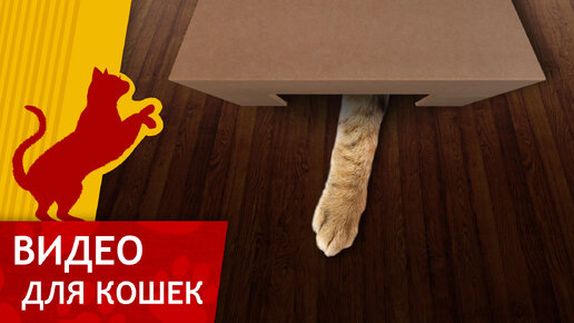 Видео для Кошек - Кот в коробке (Игра для кошек)