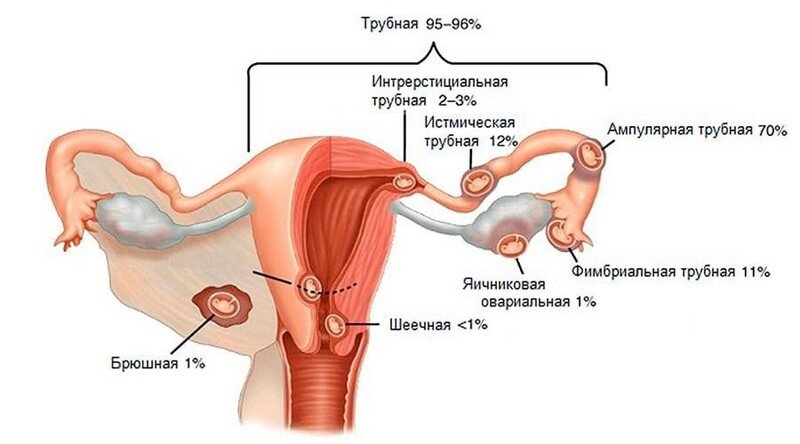 КТГ плода при беременности в СПб - цены, показания, противопоказания, расшифровка