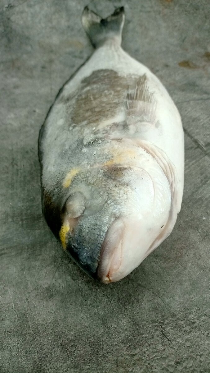 Дорада идеальная рыбка для гриля.