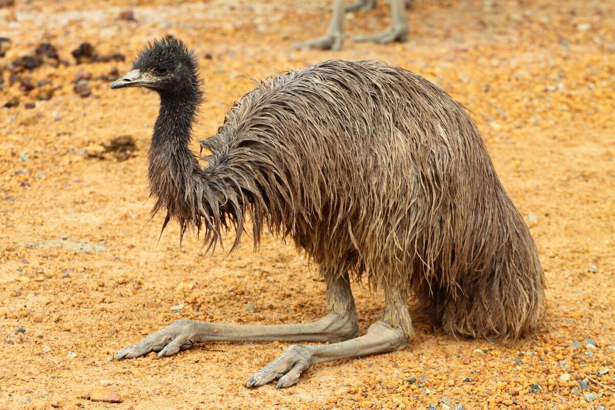 австралия с страусами