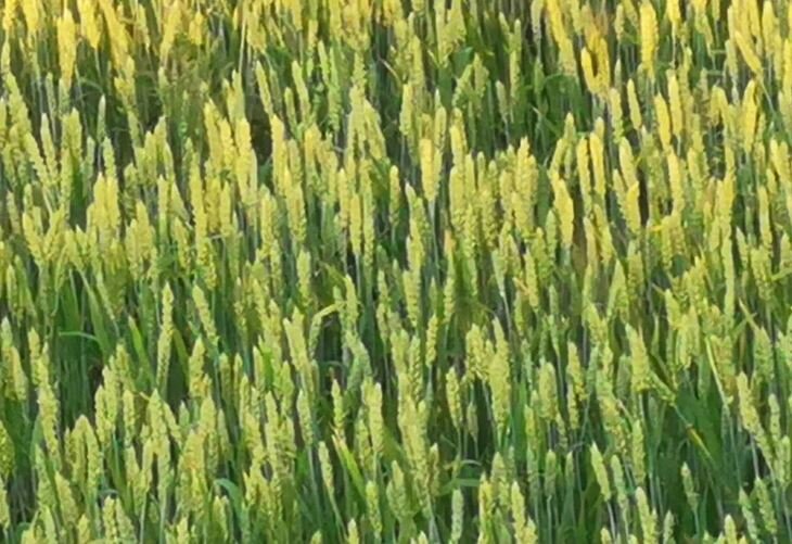    При дефиците удобрений и хелаты из батареек хороши