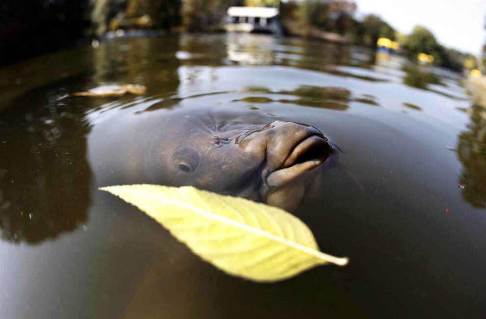 Фото с сайта: https://carpfishing.ru/wp-content/uploads/2017/08/lovlya-karpa-v-sentyabre.jpg