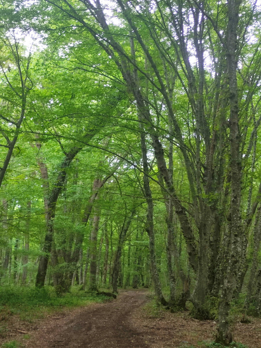 Самурский лес.