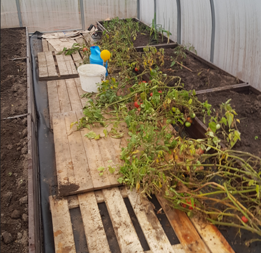 Общий вид грядок с "прикопанными" кустами