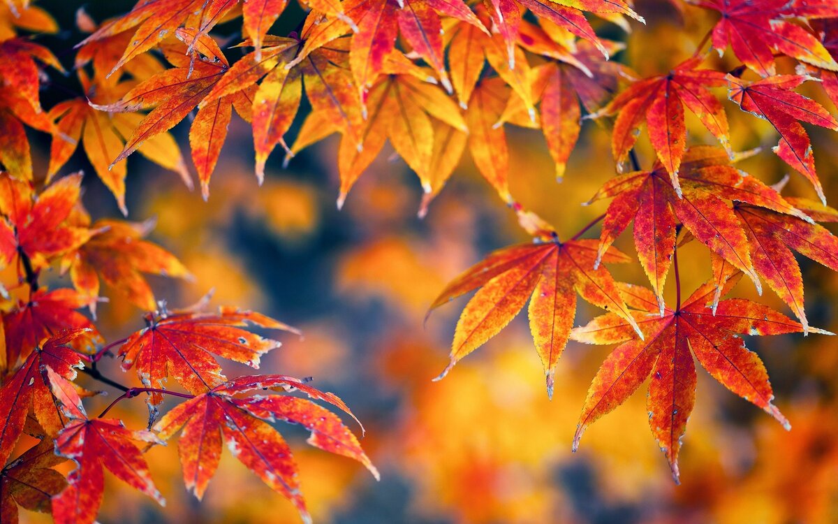 https://get.wallhere.com/photo/sunlight-leaves-red-branch-bright-tree-autumn-leaf-maple-plant-season-petal-land-plant-flowering-plant-woody-plant-macro-photography-maple-tree-maple-leaf-632298.jpg