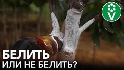 Что будет, если не покрасить деревья осенью? Как, когда, чем и зачем белить деревья в саду осенью