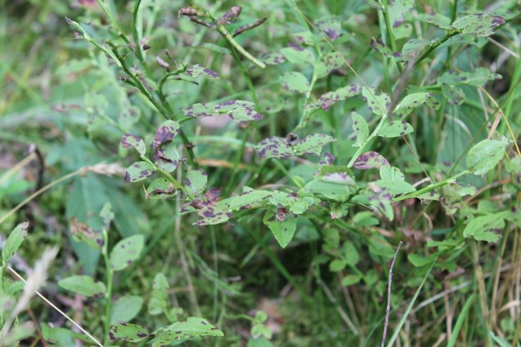 В природе каждое растение вынуждено бороться за питание и свет с большим количеством «соседей».