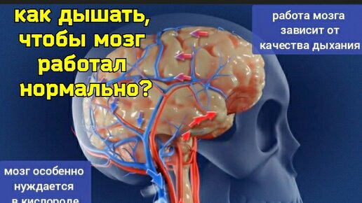 Мозг страдает от дефицита кислорода. Развиваем дыхание, укрепляем межрёберные мышцы