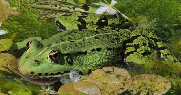 Фото: Smithsonian Magazine