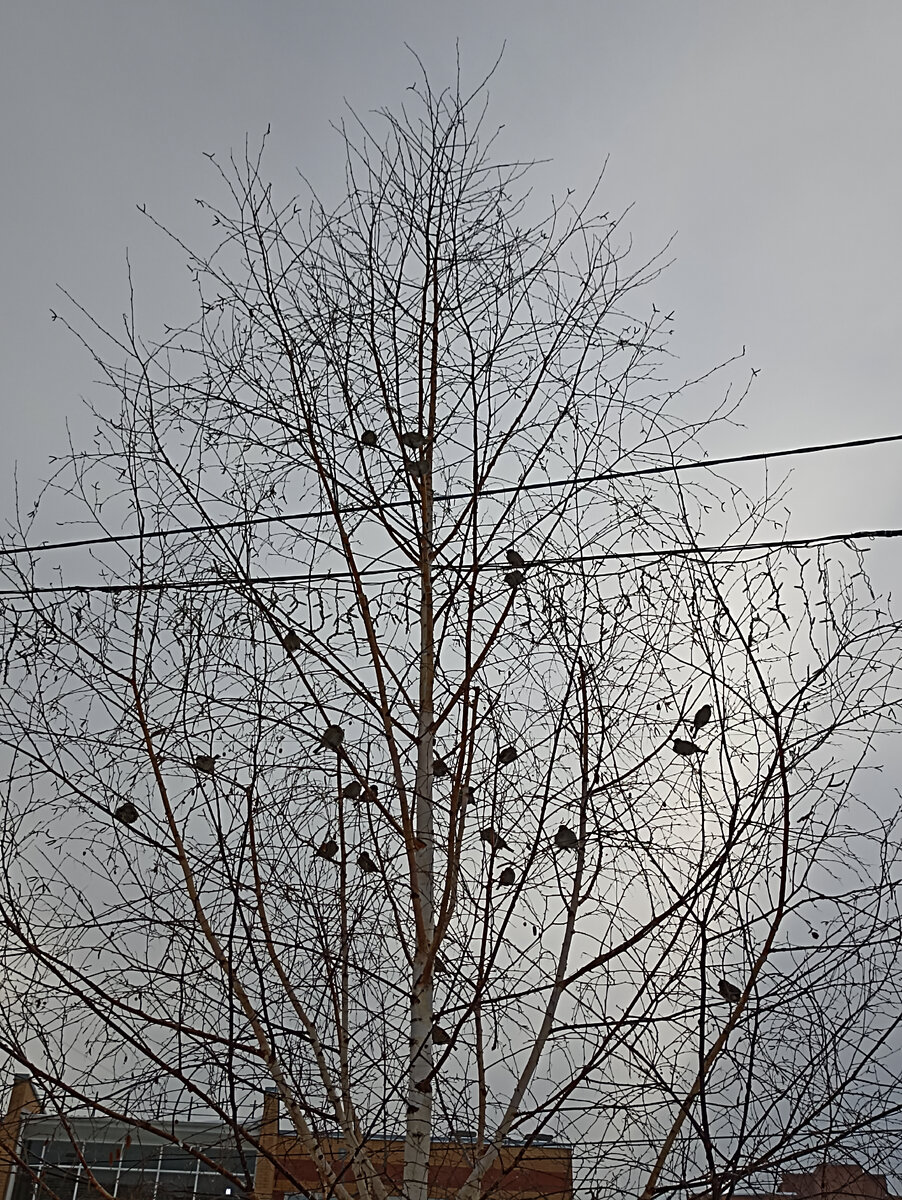 Пернатые друзья. Фото автора