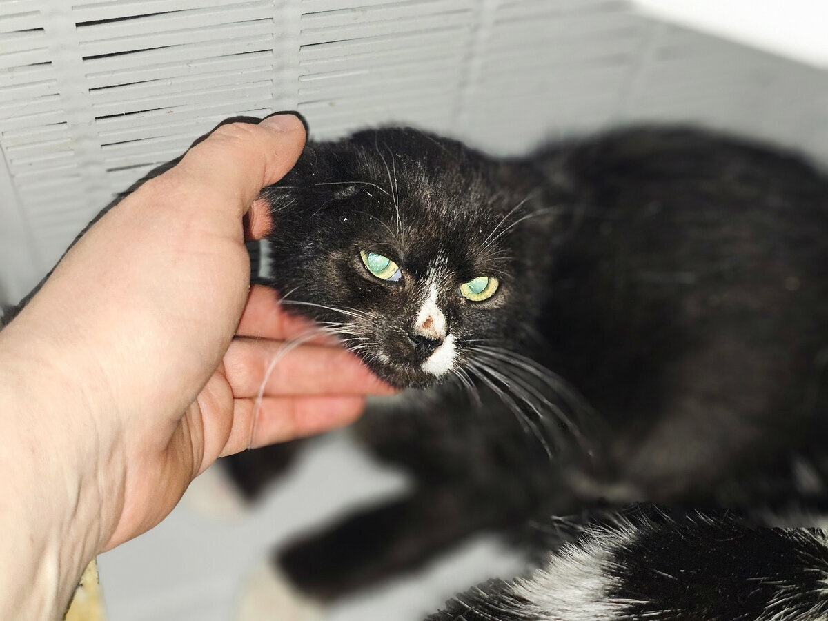 Котенок от подвальной кошки, которую когда-то выбросили люди. 