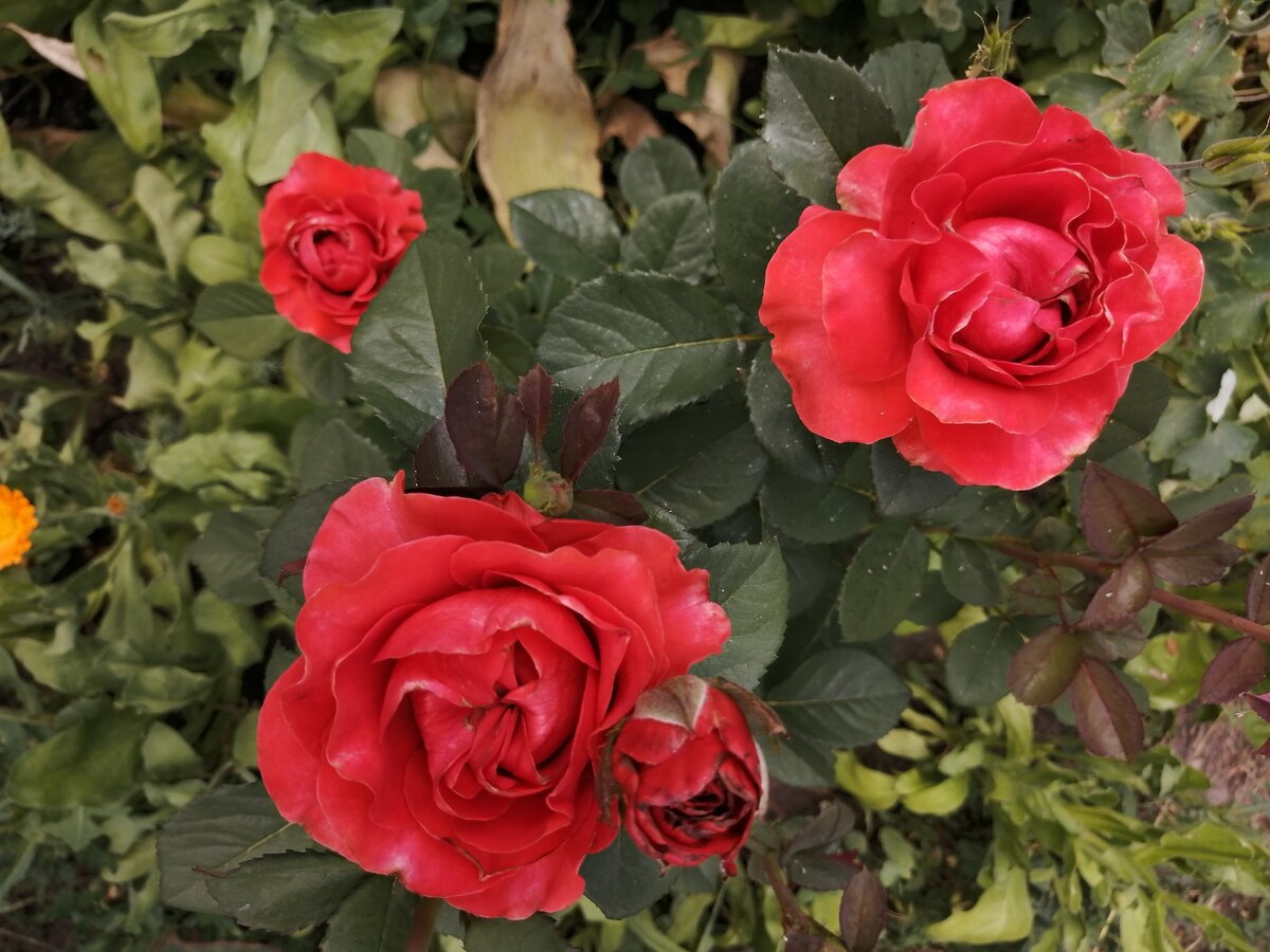 Эль Торро. Всё фото автора. 