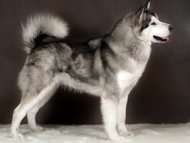 Аляскинские маламуты серо-белого окраса. все фото из открытых источников. 