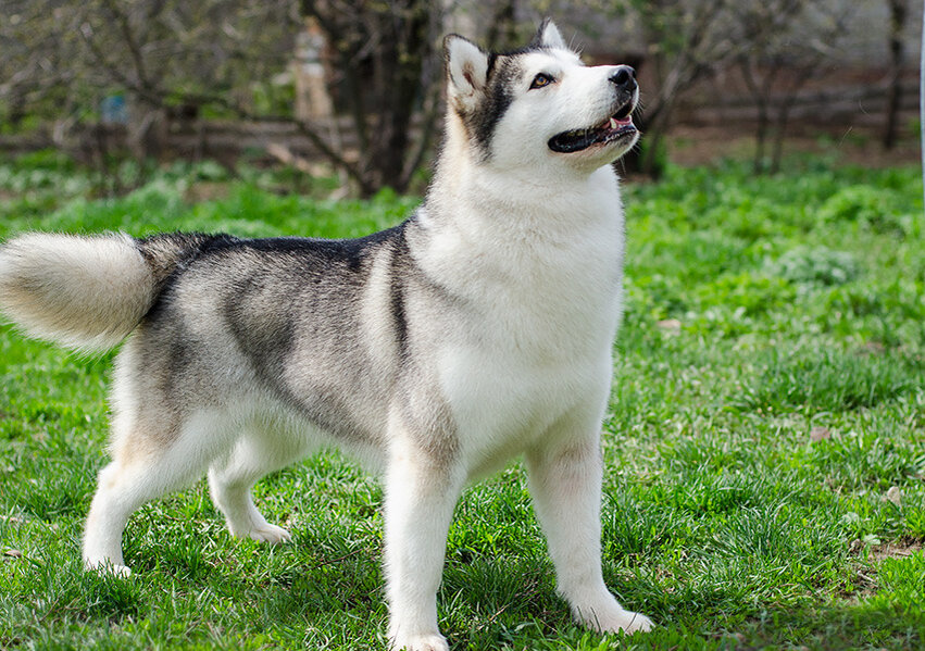 Маламуты серебристо-белого окраса, все фото из открытых источников.