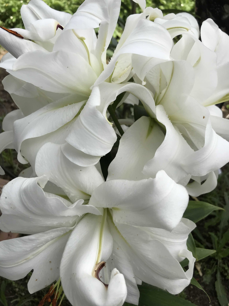 Sind die Blumen nicht schön! Употребление определенного артикля строго обязательно, т.к. имеются ввиду контретные цветы.