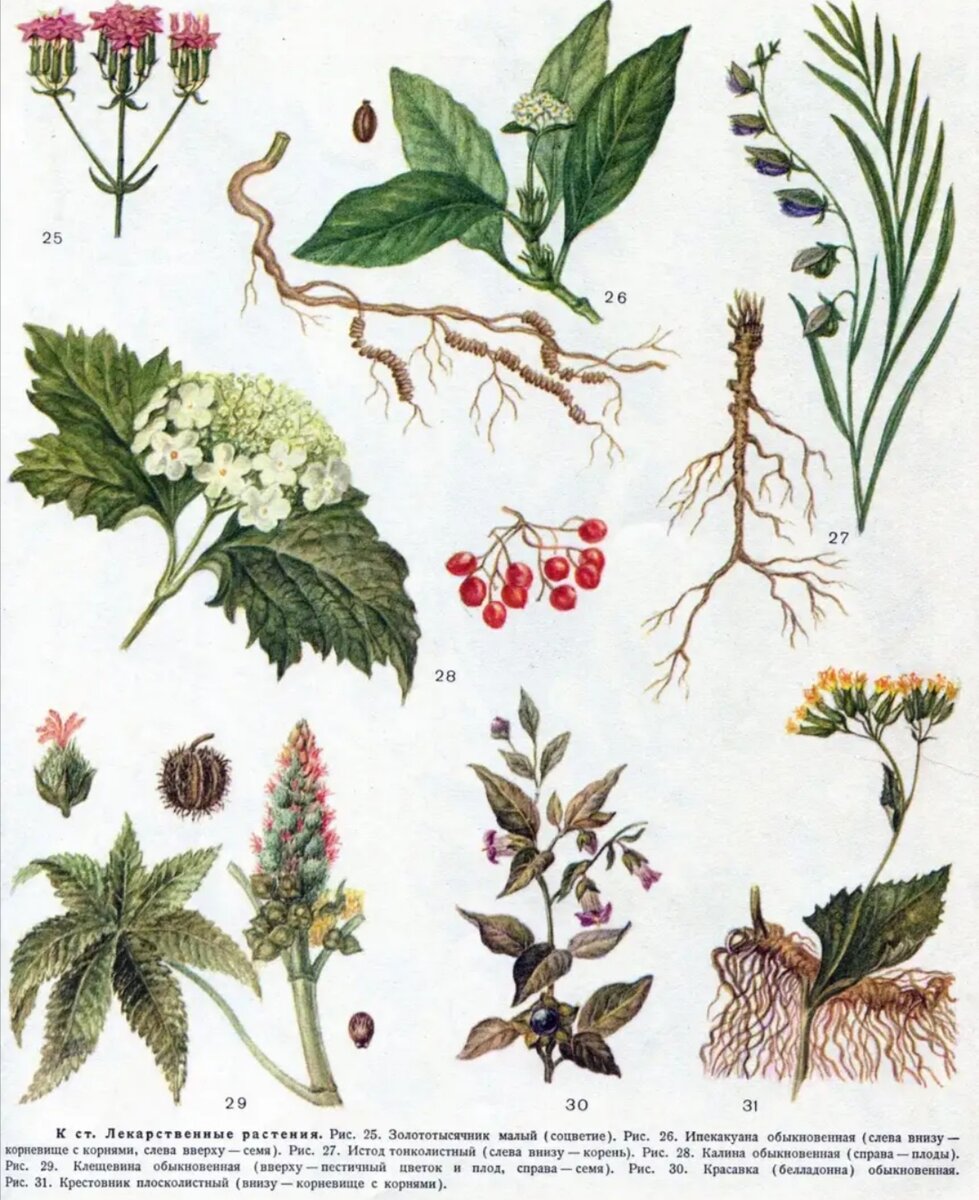 Фото из интернета 