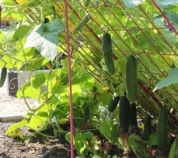 Огурцы на шпалере. Фото из Интернета.