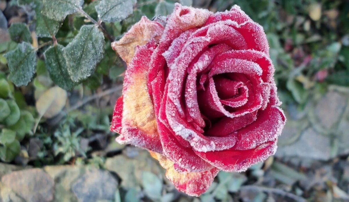   мучнистая   роза  ,  черная   пятнистость  ,  серая   гниль  ,  ржавчина   и   тд  ) .