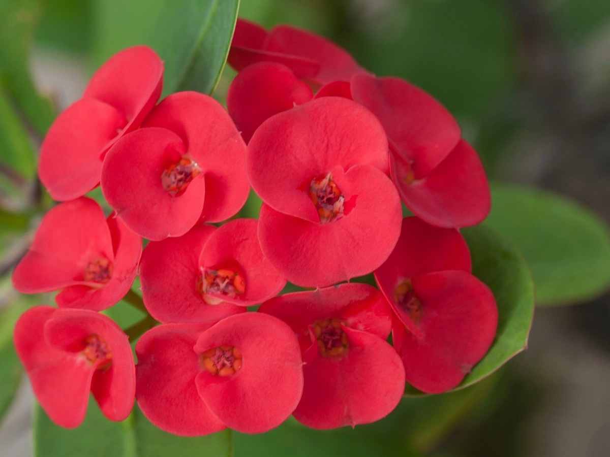 Молочай блестящий. Фото взято из интернета