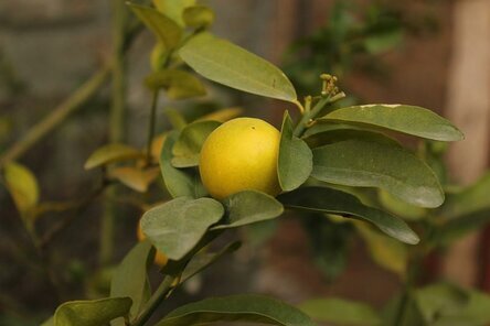 Лимонное дерево. Уход в домашних условиях.⭐